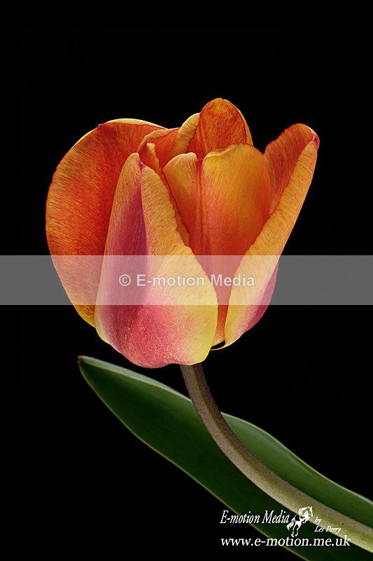 060420 -185892a - Nature