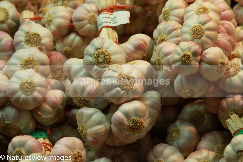 Garlic - Food and Product shots