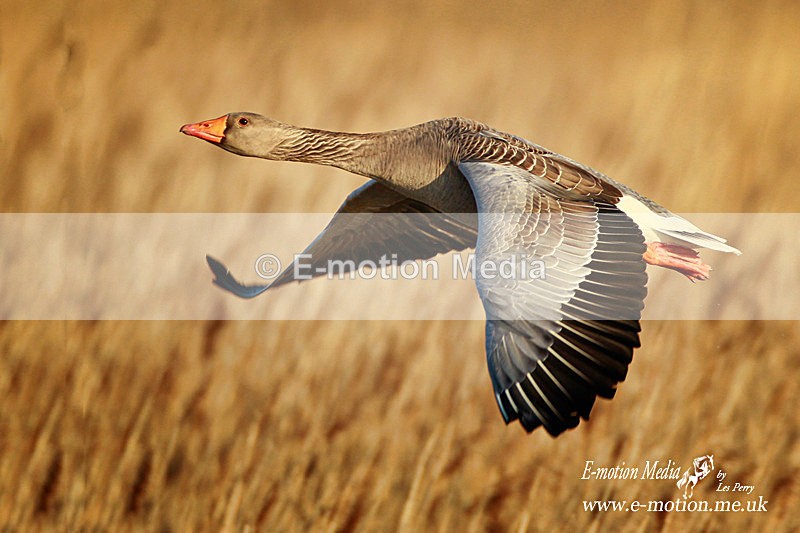 Greylag 010412  1R