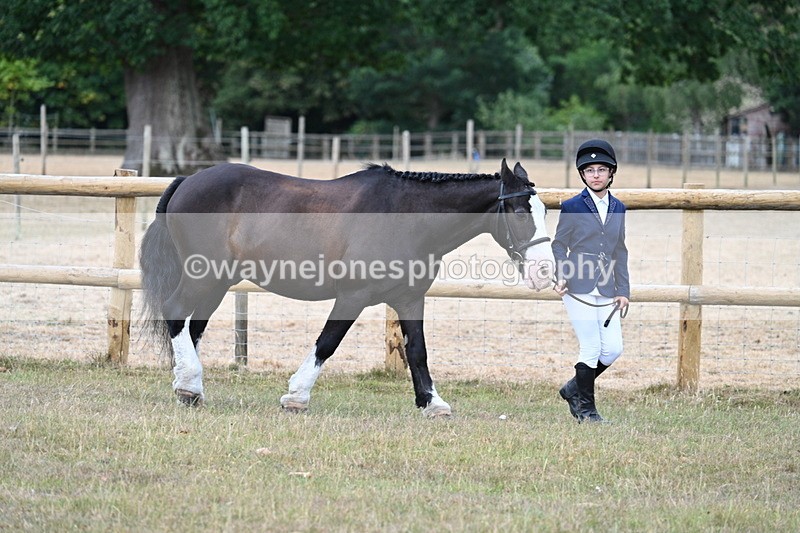 WJ7_9473 - Class 5 Most Handsome Gelding (up to 14.2hh)