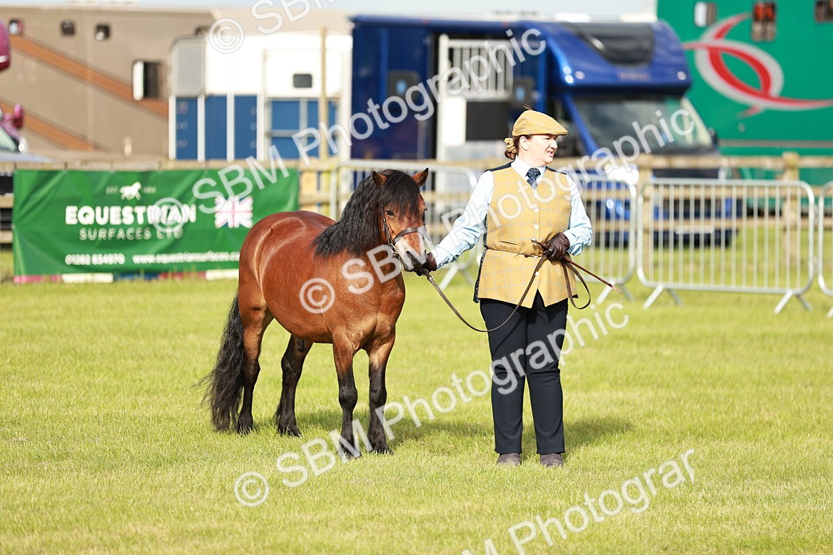 SBM_00481 - Class 14-23 - Mountain & Moorland In Hand Non Welsh