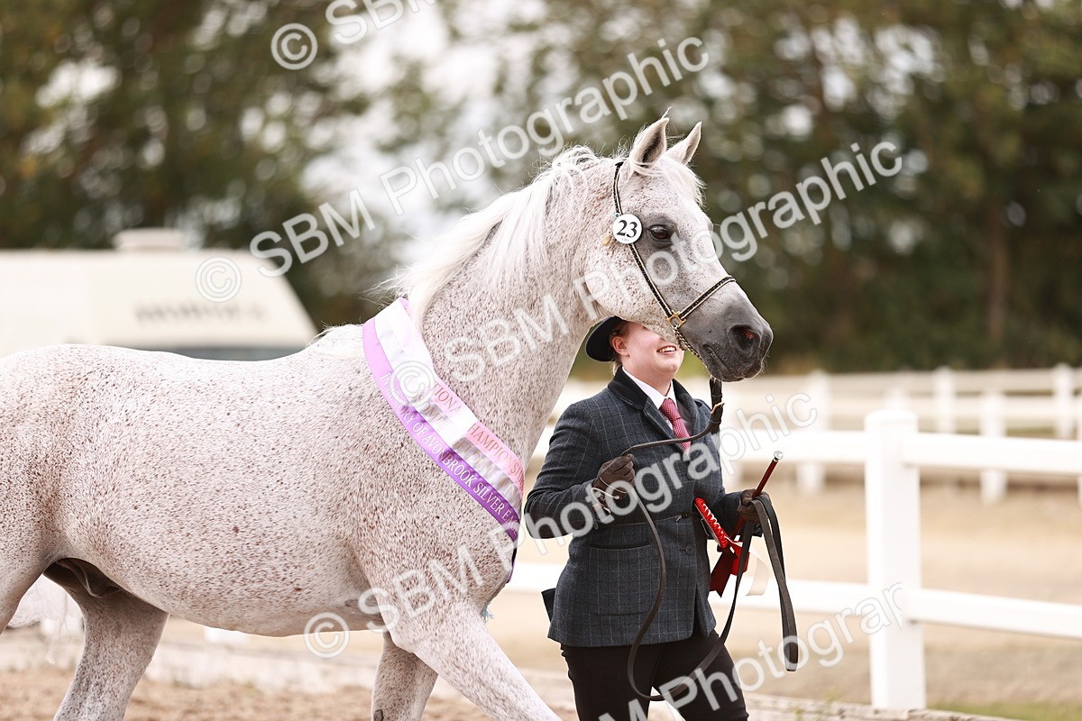 SBM_16262 - Class412 - Handsome Gelding (IH  or Ridden) Adult