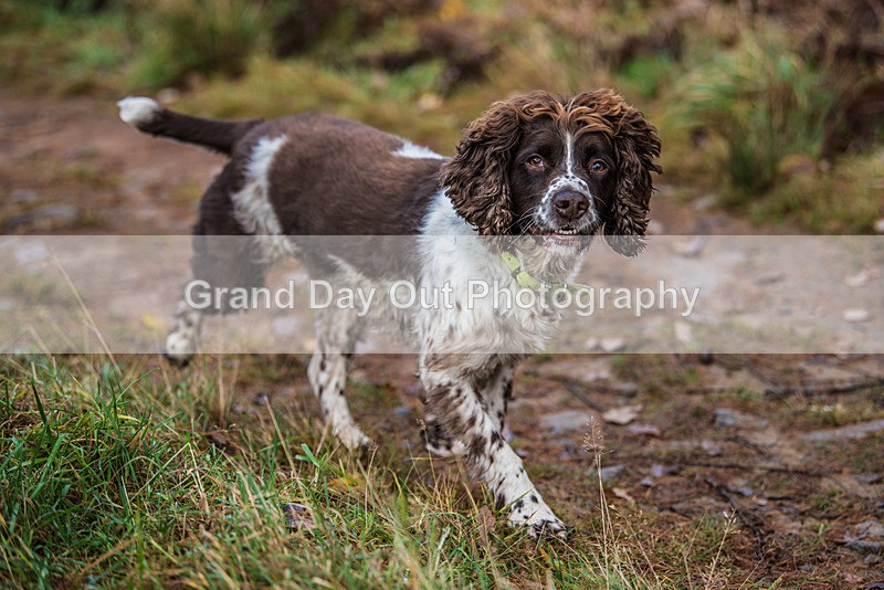 TVU 50  60K-473 - High Terrain Events Tweed Valley 50 & 65K Ultra Trail Races Sunday 19th November 2023
