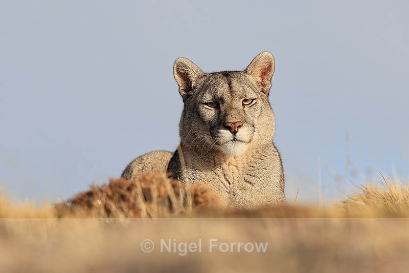 Puma looks down from ridge, Torres del Paine, Chile - Puma