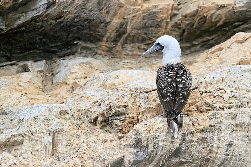 Peruvian Booby showing back feathers, Chanaral Island, Chile - Peruvian Booby
