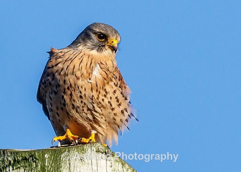 Astland Photography, Bird and Wildlife Images, Susan and Peter Wilson, U.K.