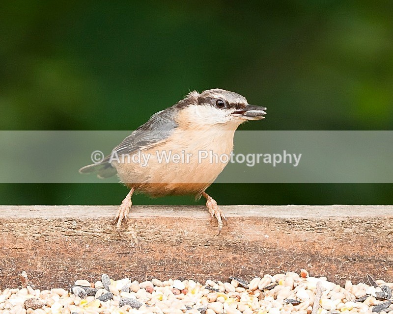 20090525-031 - Nuthatch & Treecreepers
