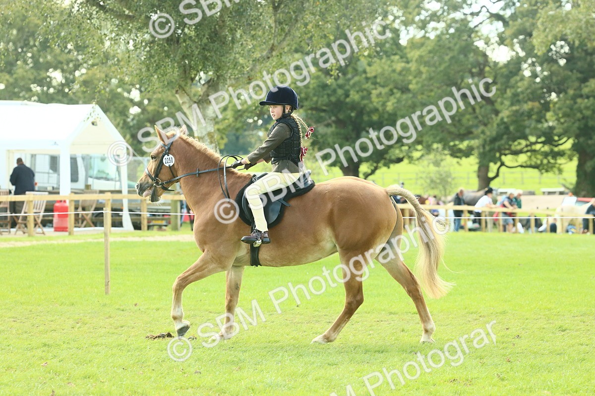 SBM_62429 - S62 - Foreign Breeds Ridden