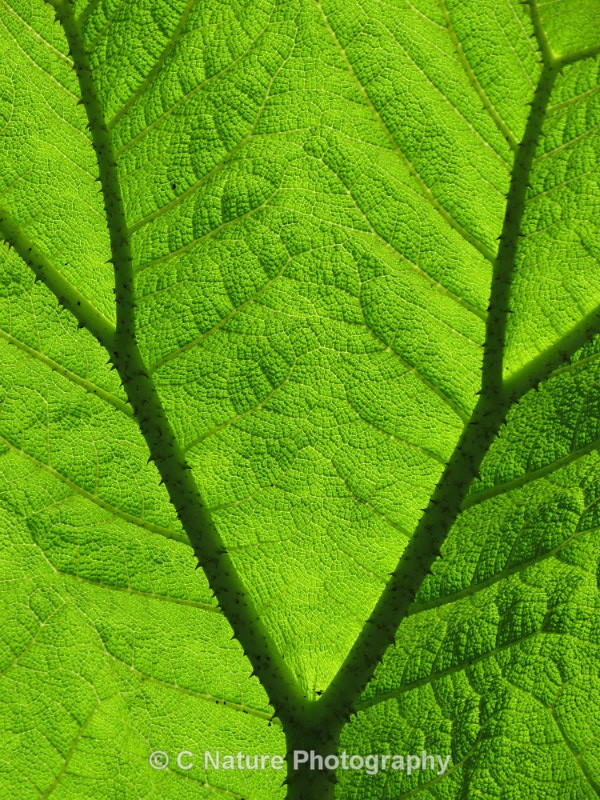 Leaf Pattern - Plants