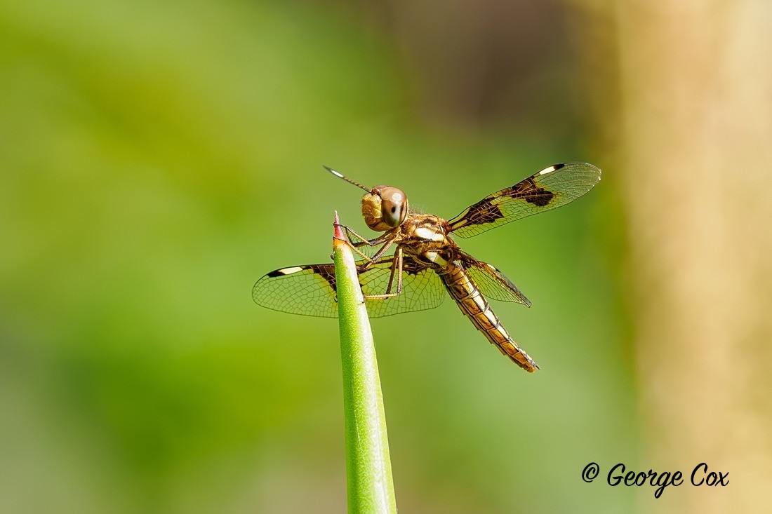 Dragonfly - Gambia 2025