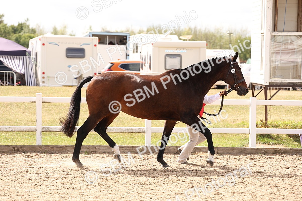 SBM_15365 - Class 210- IH Show Horse