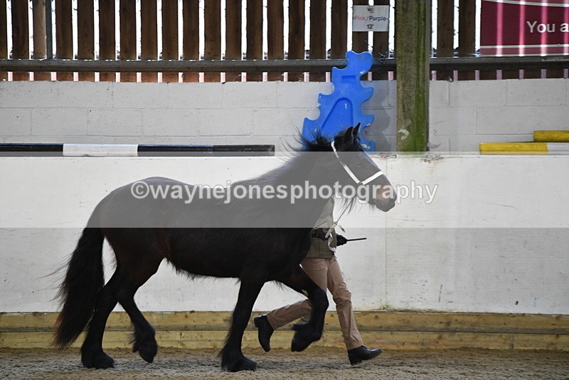 WJ5_3495 - Class 1 Youngstock