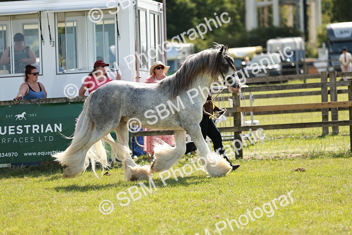 SBM_08736 - Class 63-65 - Traditional Gypsy Cobs In Hand & Ridden