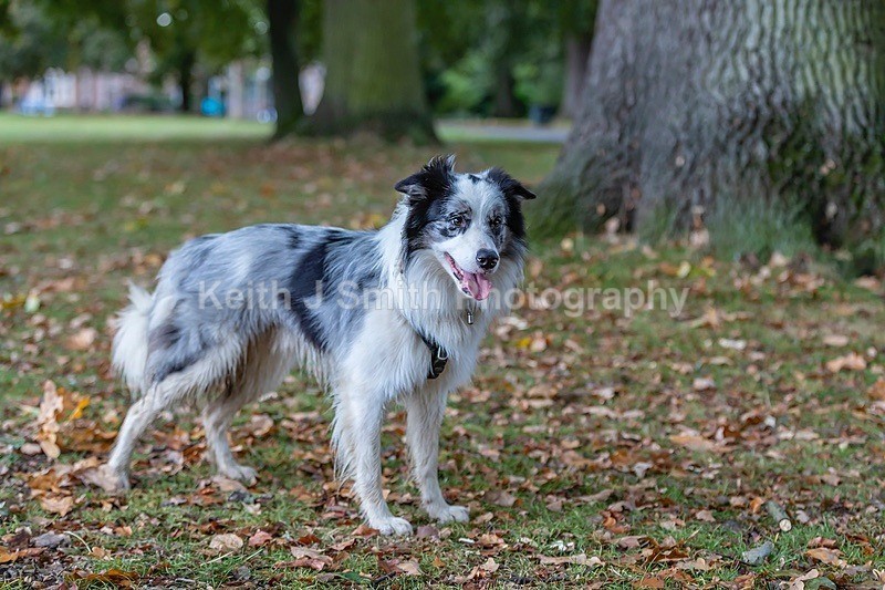 0KJS6194 - Dogs in Abington Park