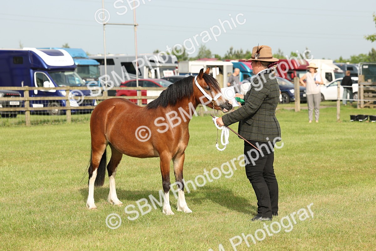 SBM_00455 - Class 6-13 - Mountatin and Moorland In Hand Welsh Breeds