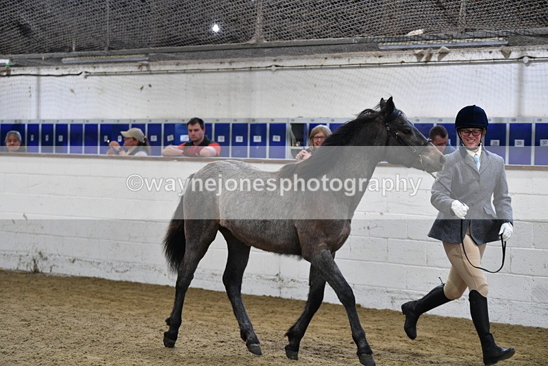 WJ5_3410 - Class 1 Youngstock