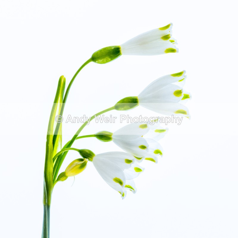 20160418-3K8A3342 - Plants & Flowers