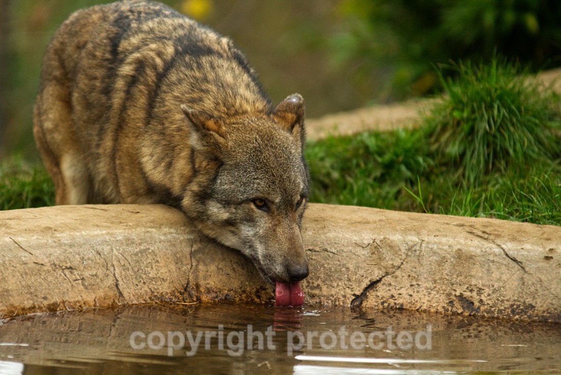 Tala - Wildlife Vets International