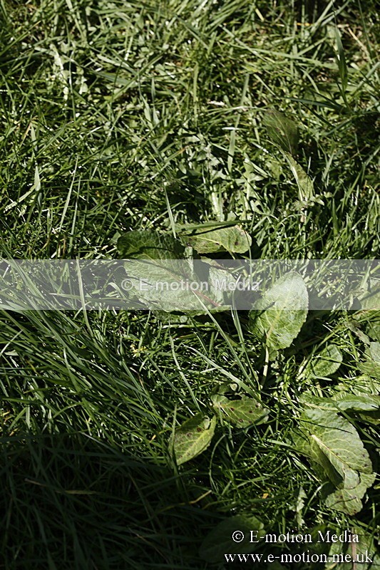 PtP 260317 231 - Mendip Farmers Point-to-Point Ston Easton 26/03/17