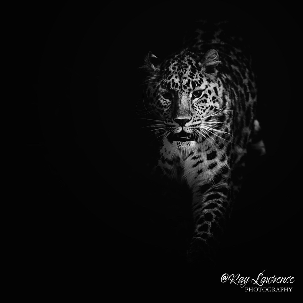 Amur Leopard -RLP_1783 - Monochrome Zoo