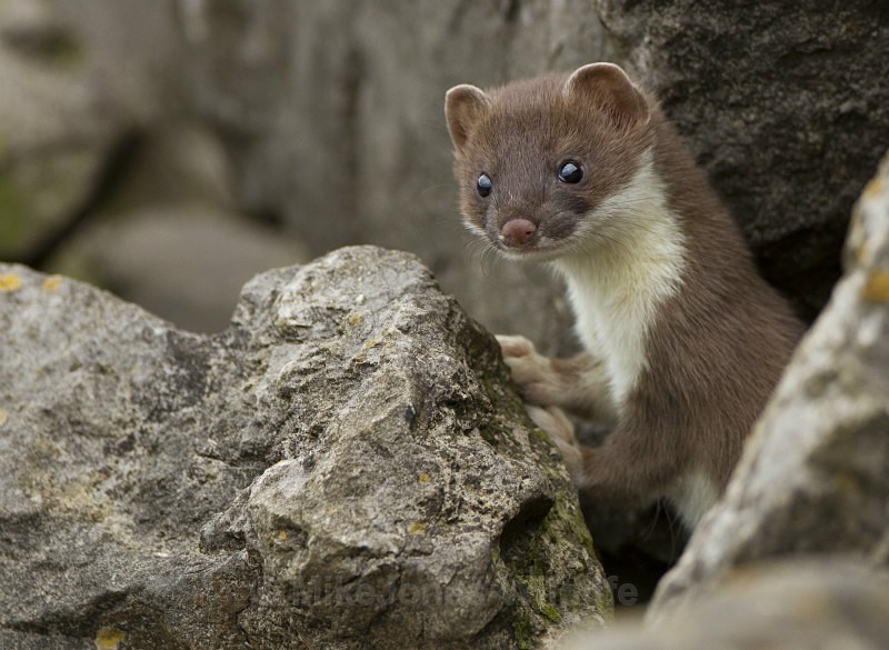 Stoat Kit. Conwy, ref st 9 - STOATS (KITS)