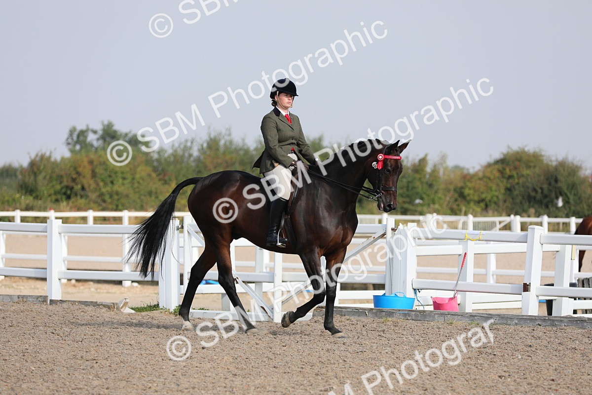 SBM_11320 - Class 305 Ridden Foreign Breeds- Pure Bred