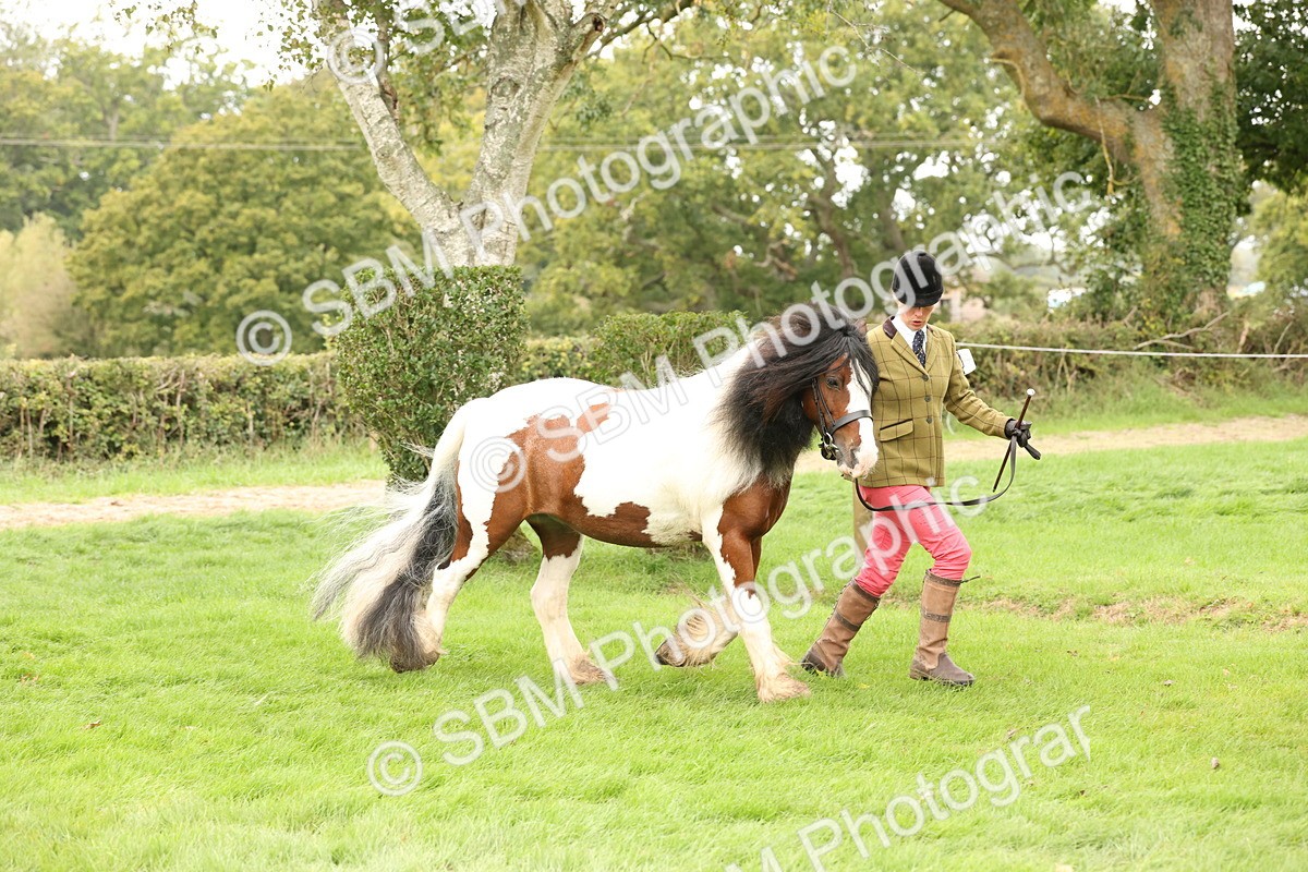 SBM_60852 - In Hand Horse Supreme Championship