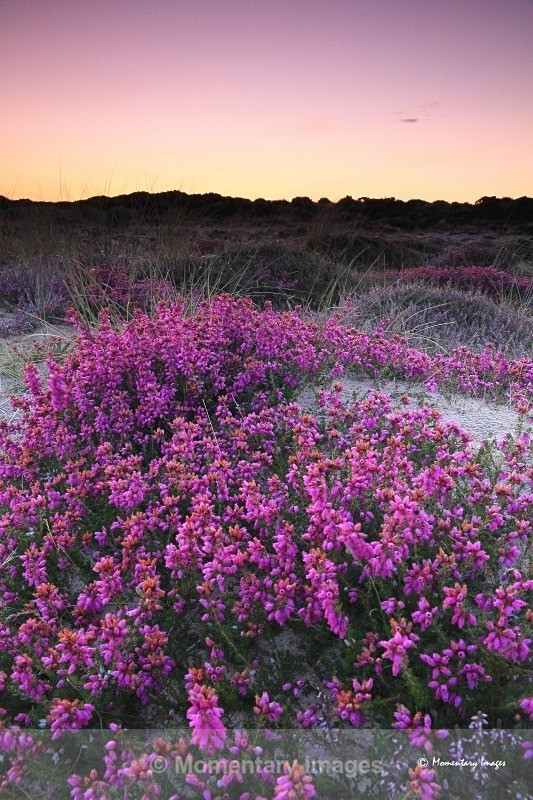 dusky heather - Sunrise to sunset gallery