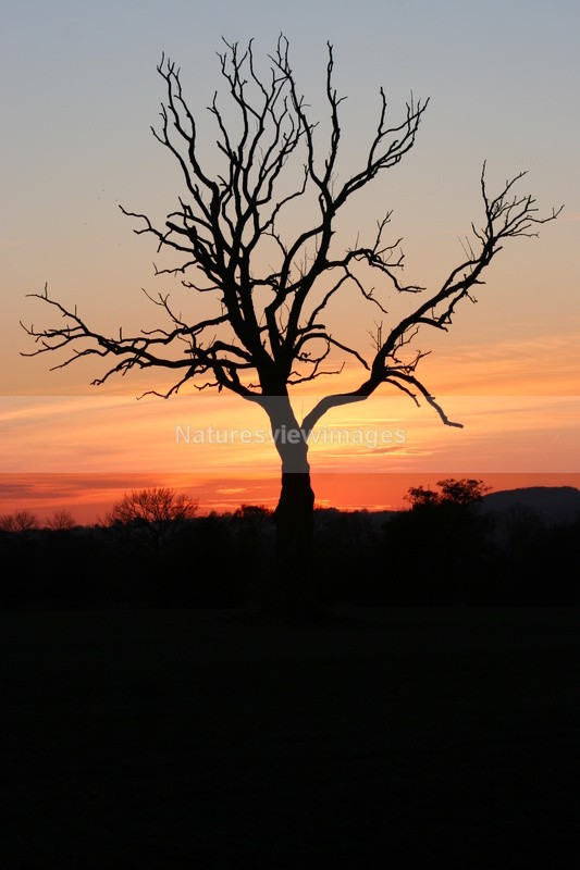 Sunset Tree - Landscape