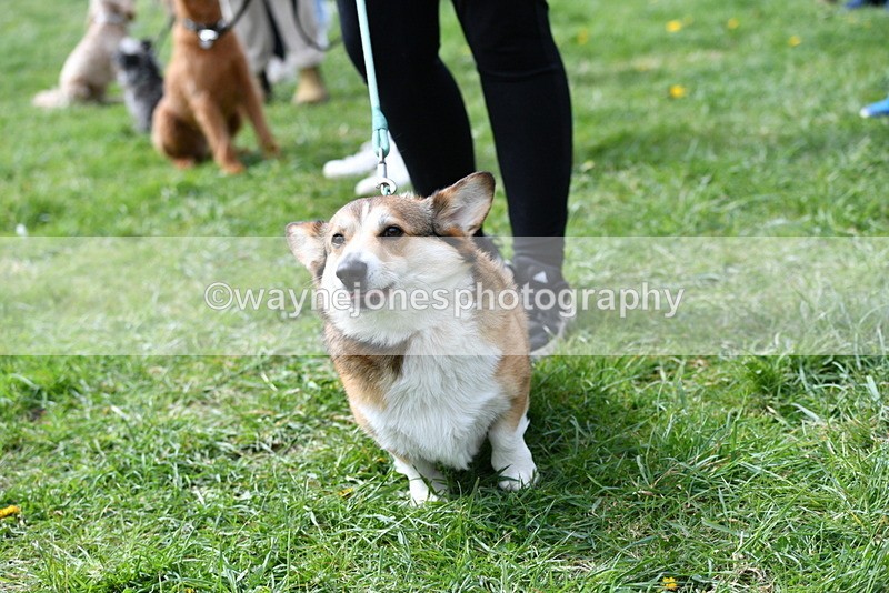 WJ5_9739 - Class 3 Most Handsome Dog