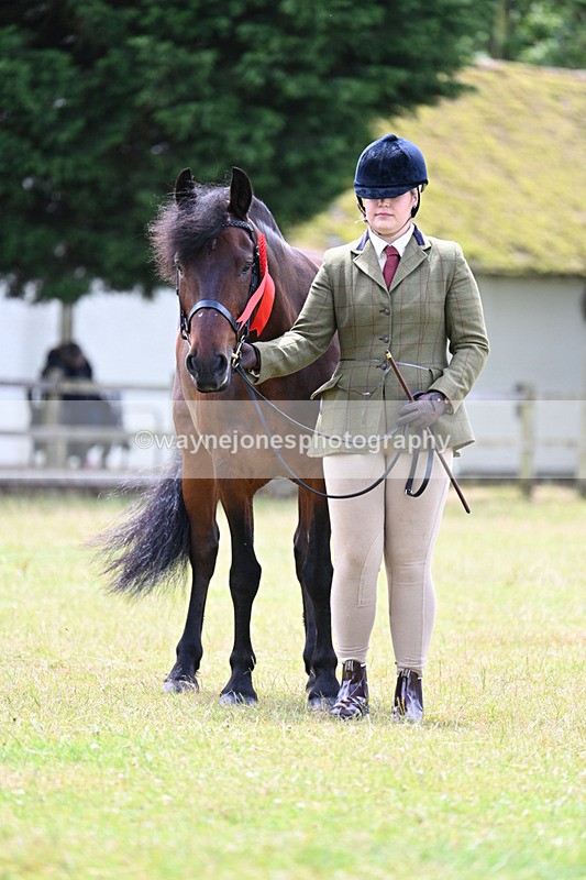WJ7_6679 - Class 5 Handsome Gelding in hand