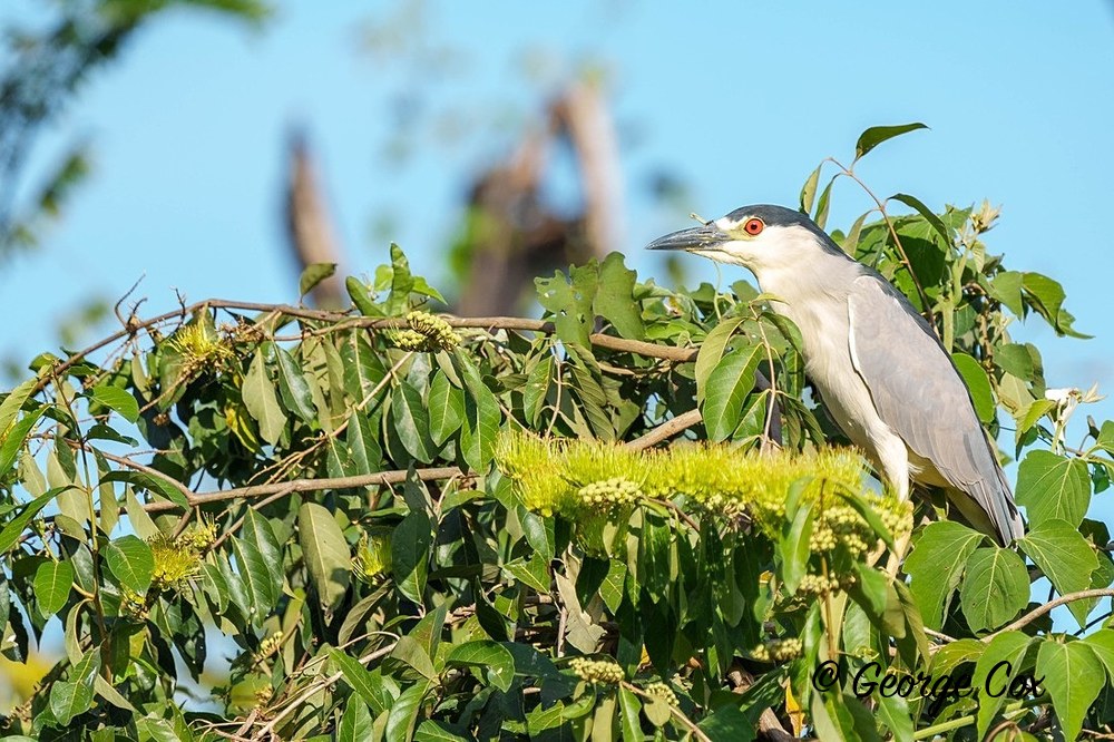 Black crowned night heron 1