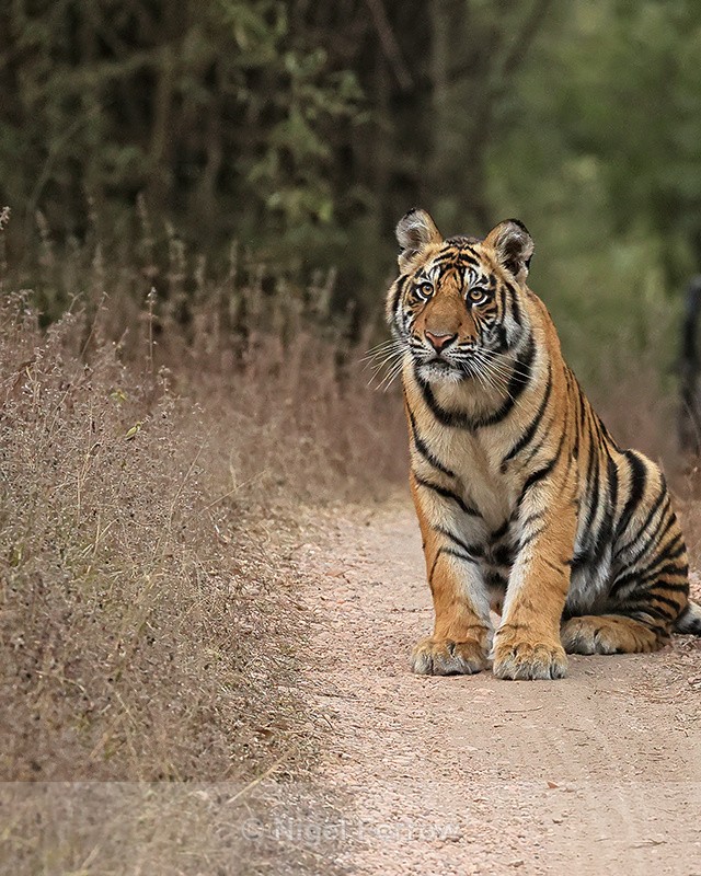 Tiger cub sitting on road, Bandhavgarh National Park, India - Tiger
