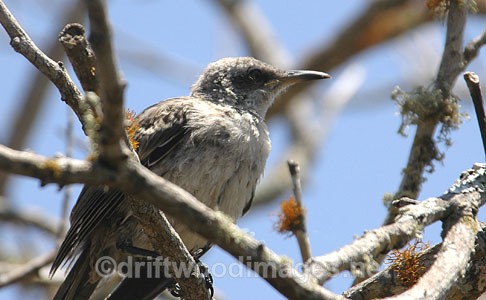 Mocking Bird - Galapagos Islands