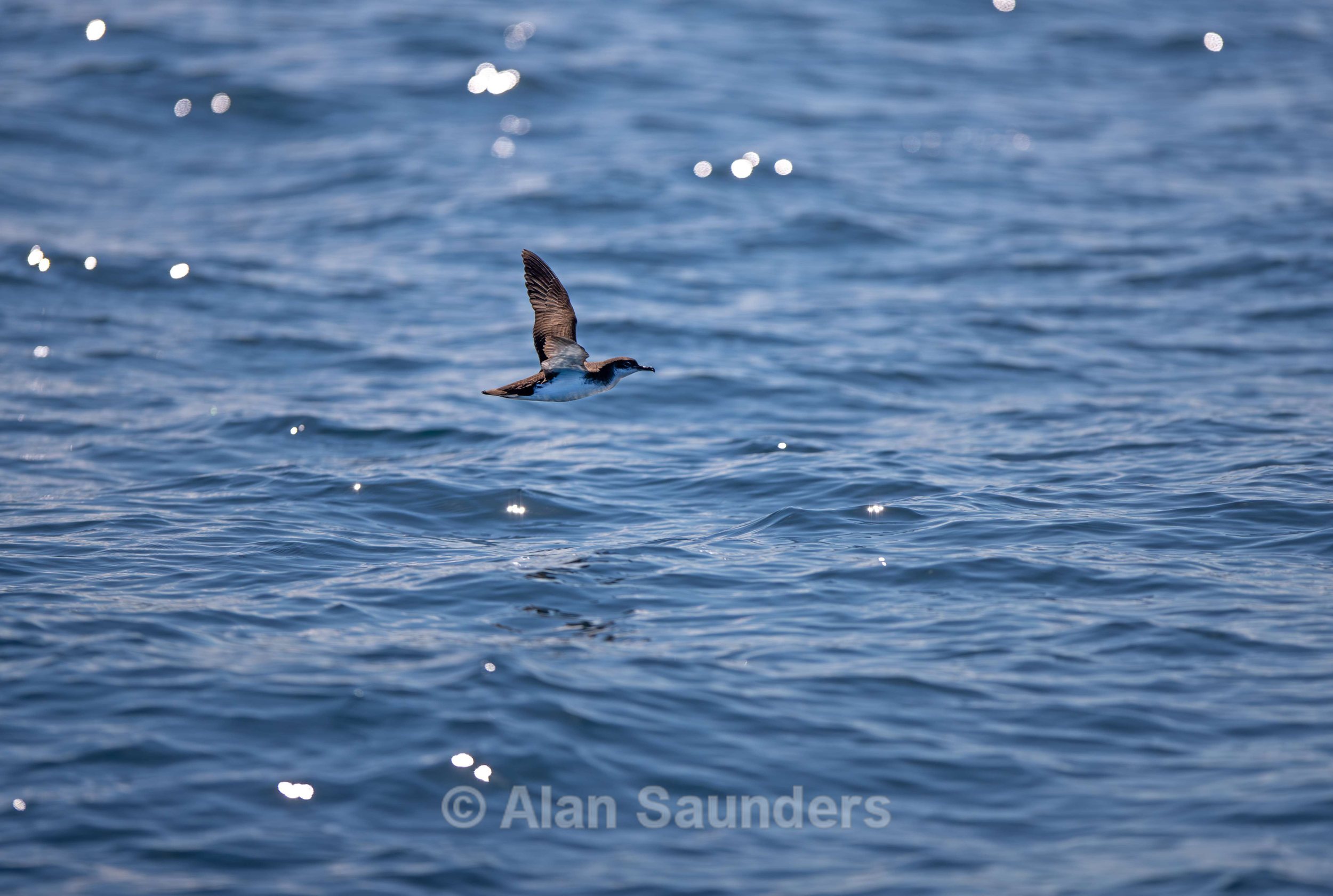 Manx Shearwater 5