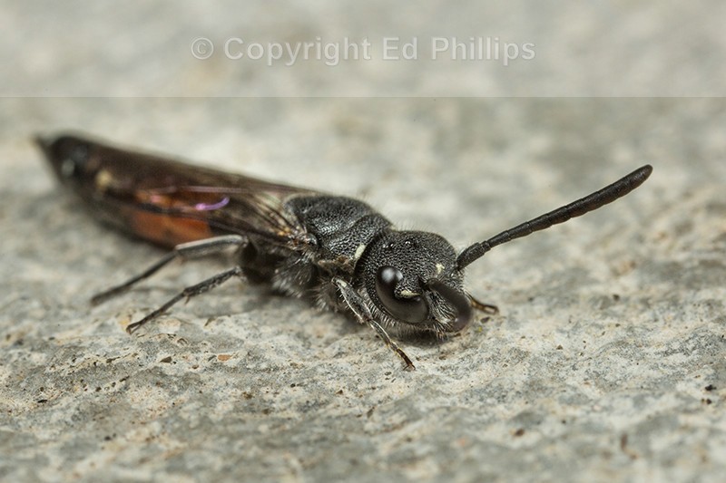 Sapyga quinquepunctata (f)