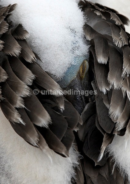 Magnificent Frigatebird chic - Galapágos