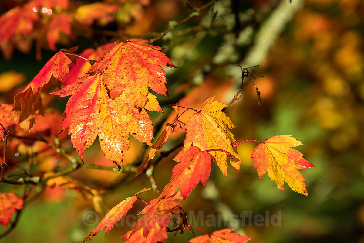  - Autumn