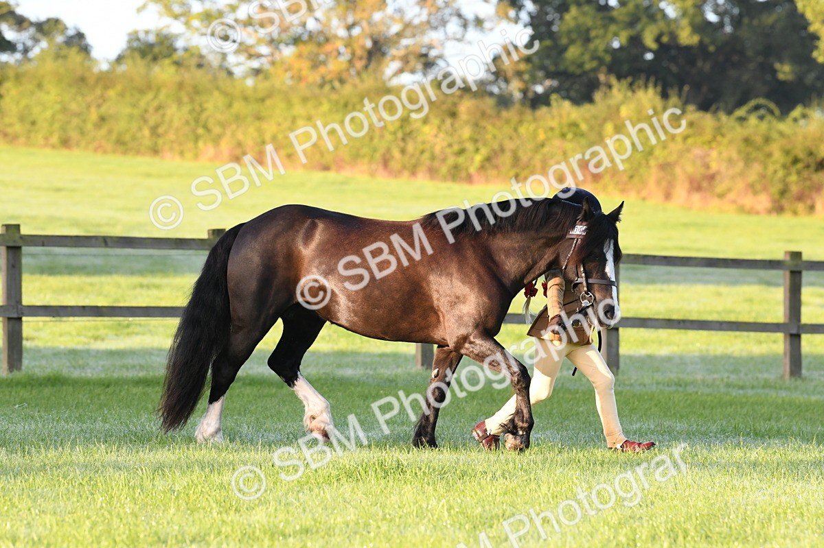 SBM_32498 - S15 - Condition & Turnout In Hand