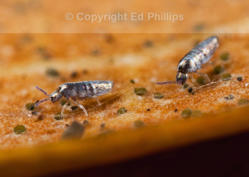 Lepidocyrtus curvicollis