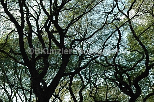  - Central Park Springtime