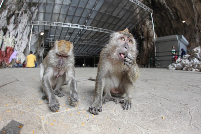  - Urban Wildlife, Kuala Lumpur - Malaysia