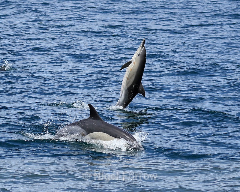 Common Dolphin jumps backward, Gibraltar - Dolphin