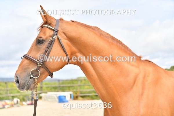 equiscot3636 - STALLION SELECTION