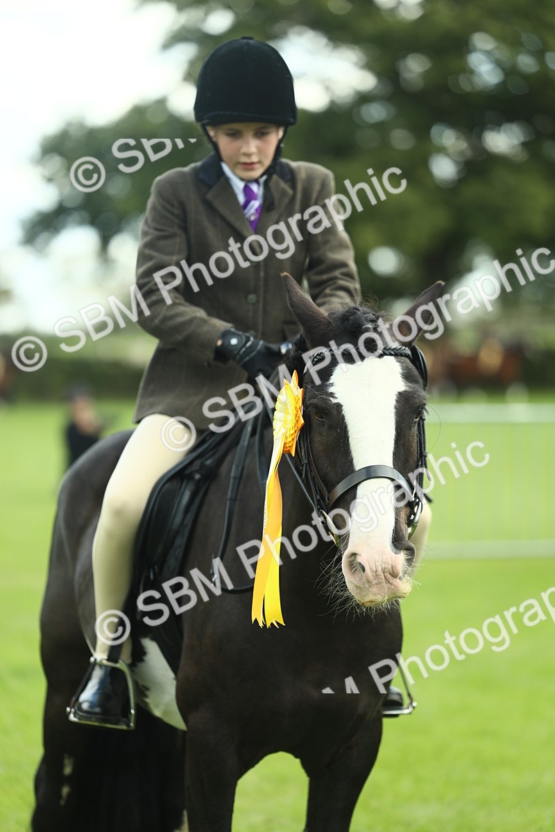 SBM_42202 - S29 - Novice & Newcomers Working Hunter Pony