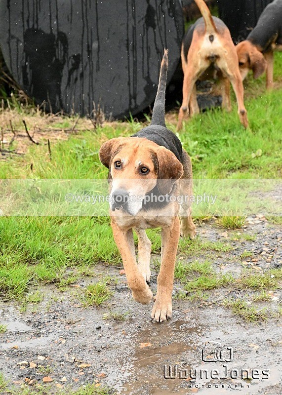 WJ7_8229 - Berks & Bucks Blackcroft Farm 20-10-24