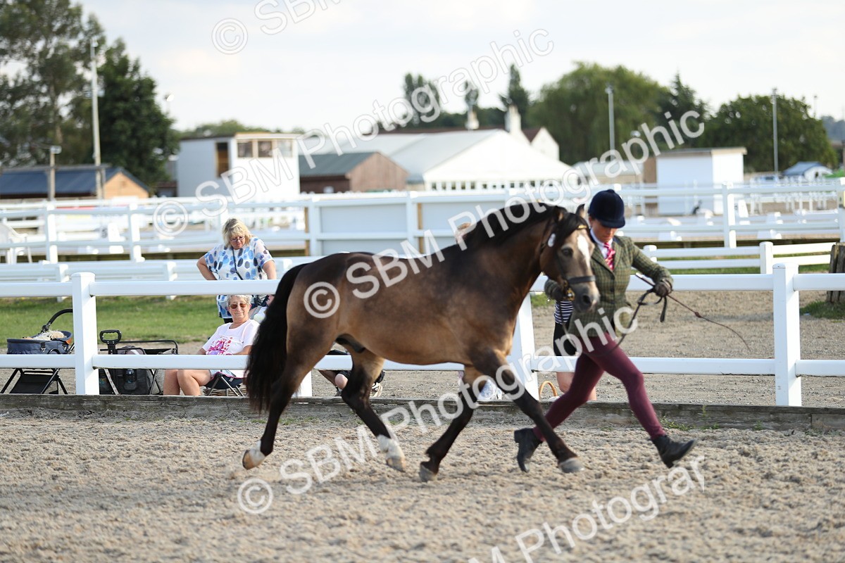 SBM_08939 - Class 29 IH Veteran Pony