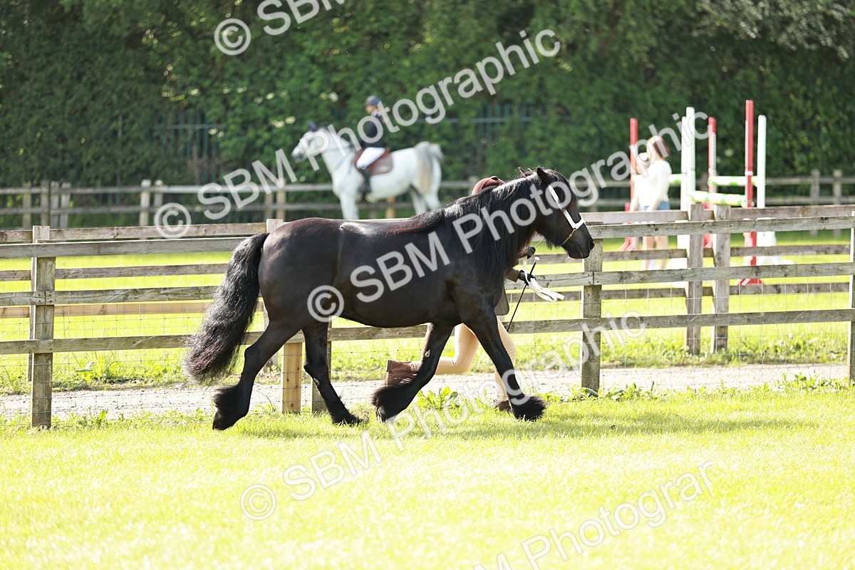 SBM_00808 - Class 14-23 - Mountain & Moorland In Hand Non Welsh