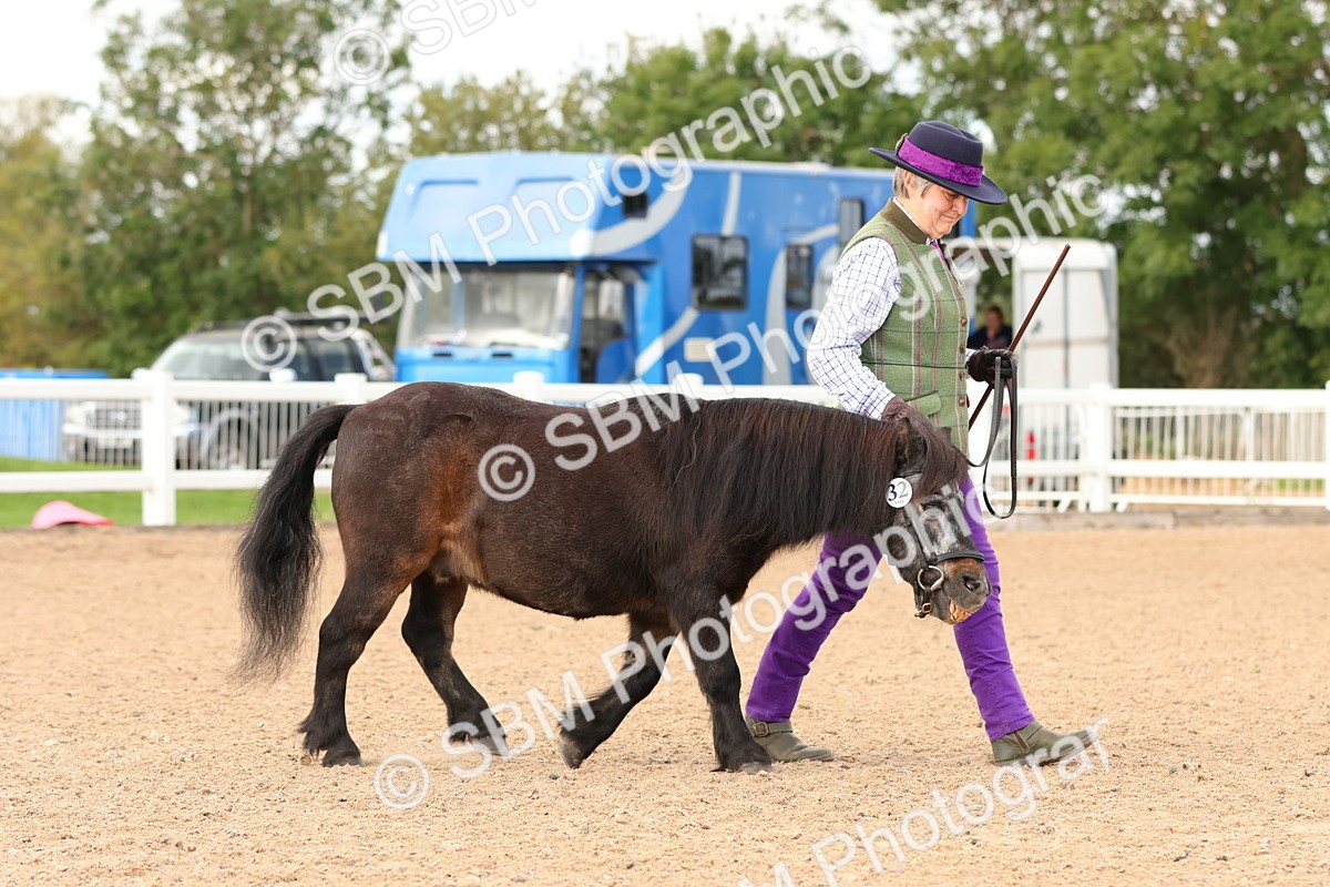SBM_10273 - Class 206 - IH Non Show Type Pony
