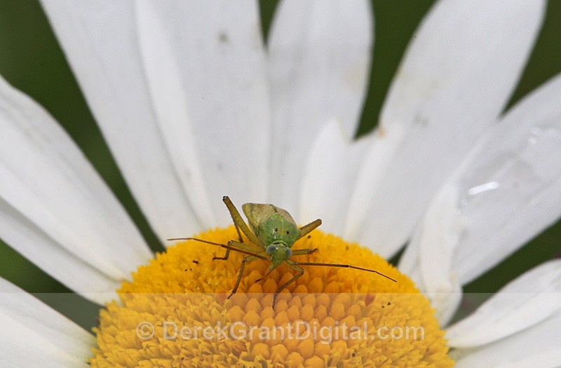 Closterotomus norvegicus Potato Bug